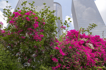Bougainvillea flowers and modern buildings