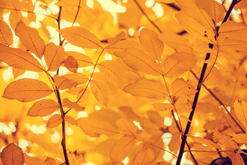 Walnut tree in autumn, branches with oranges leaves