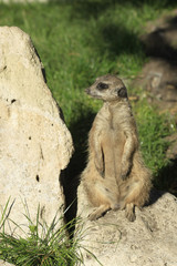 portrait of meercat