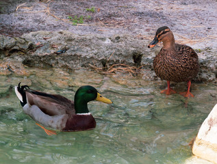Pair of Mallard Ducks in Park Pond