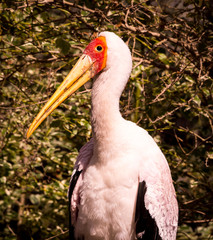 Yellow-billed Stork sitting in Trees