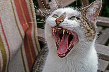 tomcat show his teeth with a wide open mouth