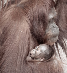 Mother Holding Infant Orangutan