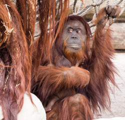 Naklejka premium Mother Holding Infant Orangutan