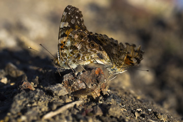 Silver-washed fritillary. Reproduction of insects. Love between butterflies.