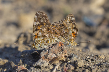 Silver-washed fritillary. Reproduction of insects. Love between butterflies.
