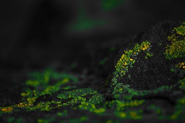 Green and yellow fluorescent moss 