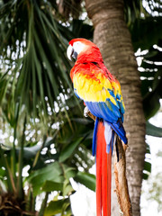 Scarlet Macaw siting in Tropical Palm 