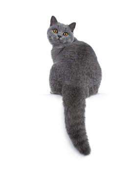 Handsome young solid blue British Shorthair cat sitting backwards with tail hanging down over edge, looking over shoulder straight at lens with orange eyes, isolated on white background