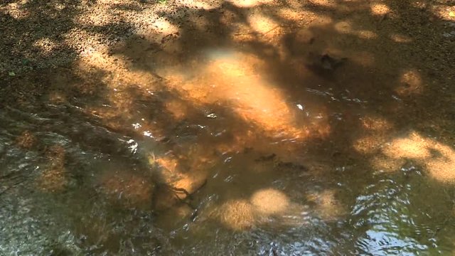 Ruisseau en sous bois