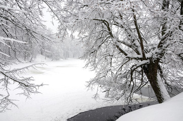 Serene winter landscape with snow covered trees and frozen pond in the park during heavy snowfall. 