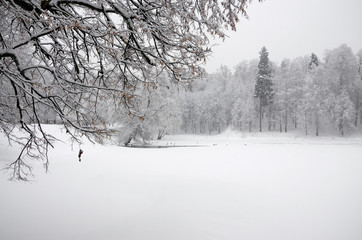 Serene winter landscape with snow covered trees and frozen pond in the park during heavy snowfall. 