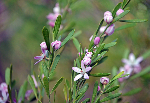 Australian native Pink Waxflower, Eriostemon australasius, family Rutaceae, Uloola track, Royal National Park, Sydney, NSW, Australia