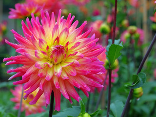 Red with yellow