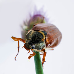 Beetle cockchafer 2