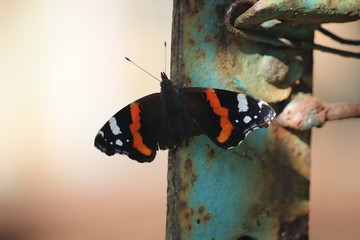 butterfly on rusty metal