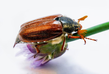 Beetle cockchafer 7