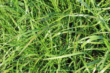 Fototapeta na wymiar Green grass. Not sloping lawn. The background.