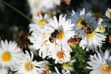 the bee collects pollen from a white flower