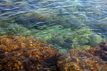 The beautiful seabed