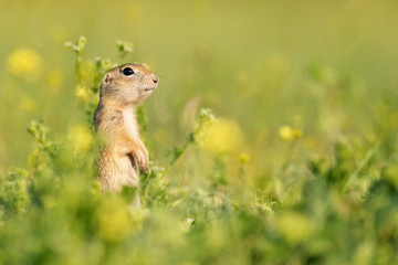Naklejka na ściany i meble Funny Ground squirrel (Spermophilus pygmaeus) standing in the grass