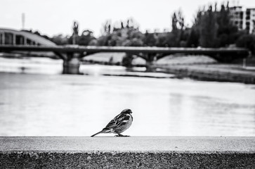 Sparrow in the city, colorless
