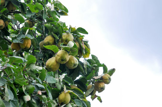 quitte quittenbaum mit Apfel Birne quitte sommer sonne