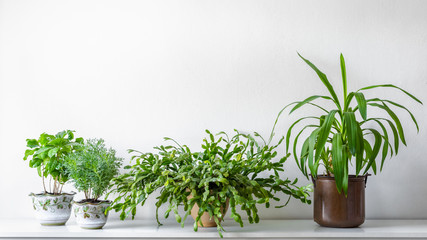 Various house plants in different pots against white wall. Indoor potted plants background with copy space. Modern room decoration.