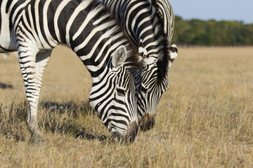 Fototapeta na wymiar Zebra eat grass