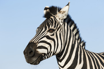 Muzzle zebra looking sideways