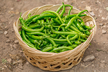 Green peppers  collected in basket at harvest