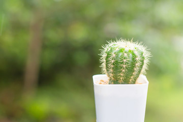 Cactus on green blur background.