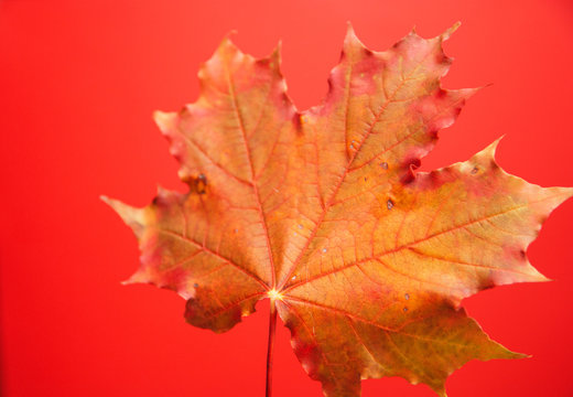Hello autumn, maple leaf close up isolate on red background