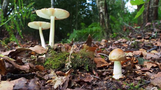 Tawny Grisette Mushroom