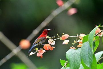 Cute Sunbird.
