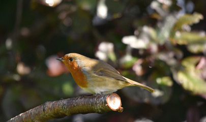 Robin bird