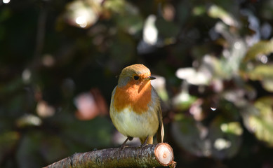 Robin bird