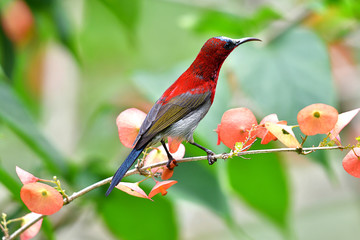 Cute Sunbird.