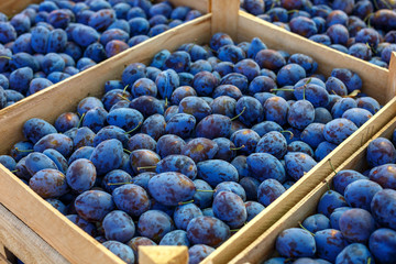 blue ripe plum lies in boxes