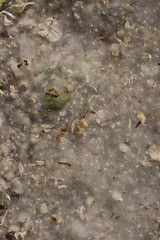 Plants' seeds. Reproduction of poplar and elm. Texture of the earth in the spring.