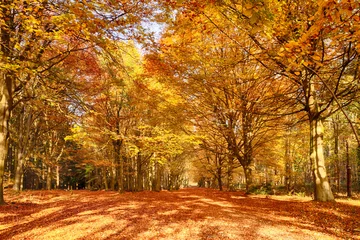 Foto auf Acrylglas Herbst Autumn forest trees in amazing colour