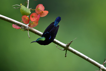 Cute Sunbird.