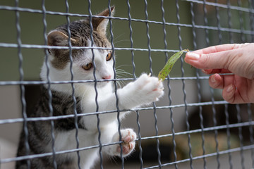 Abandoned cat behind the fence in animal shelter. Pet adoption. Playful kitten and human hand.