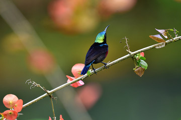 Cute Sunbird.
