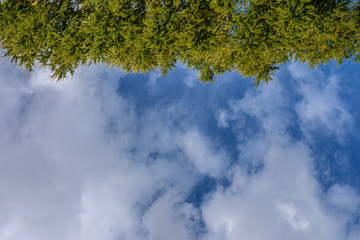 Background from green needles of the fir and blue sky with white clouds