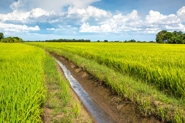 Rice fields with blue sky.