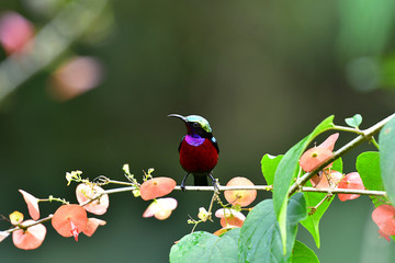 Cute Sunbird.