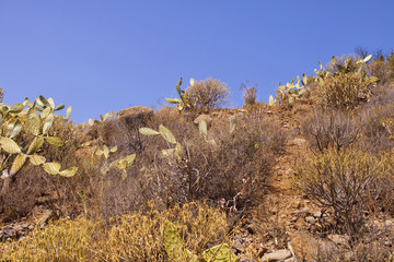 Cactus plants in Spain