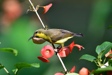 Cute Sunbird.