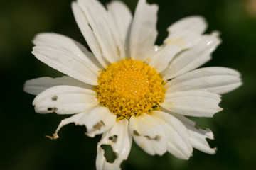 Fototapeta premium 花